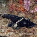 crocodilefish_flathead_pc_h_0705_png1982.jpg